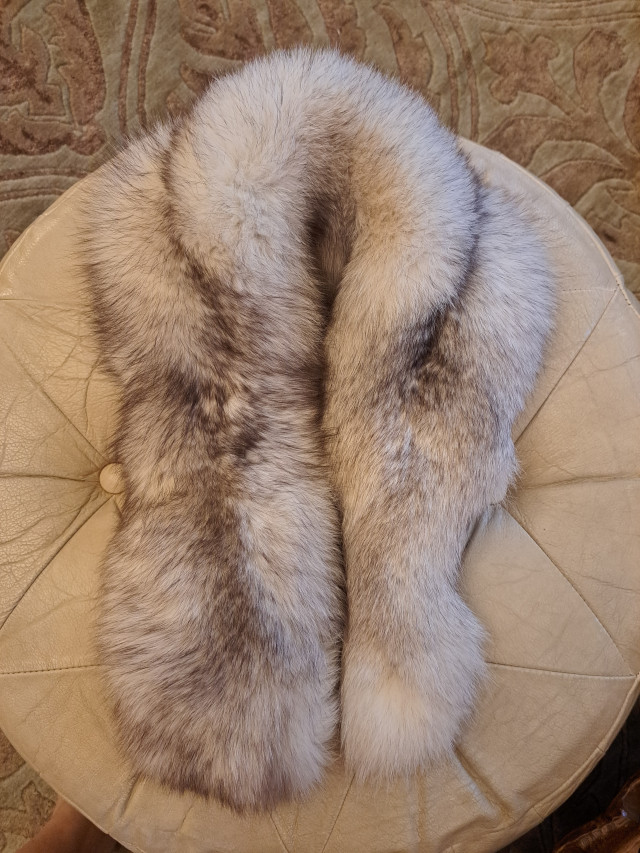 Turkiskauluri sinikettua