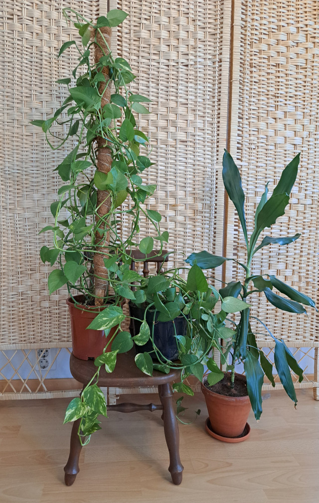 Viherkasvit+pieni tuoli, kaksi kultaköynnöstä ja traakkipuu