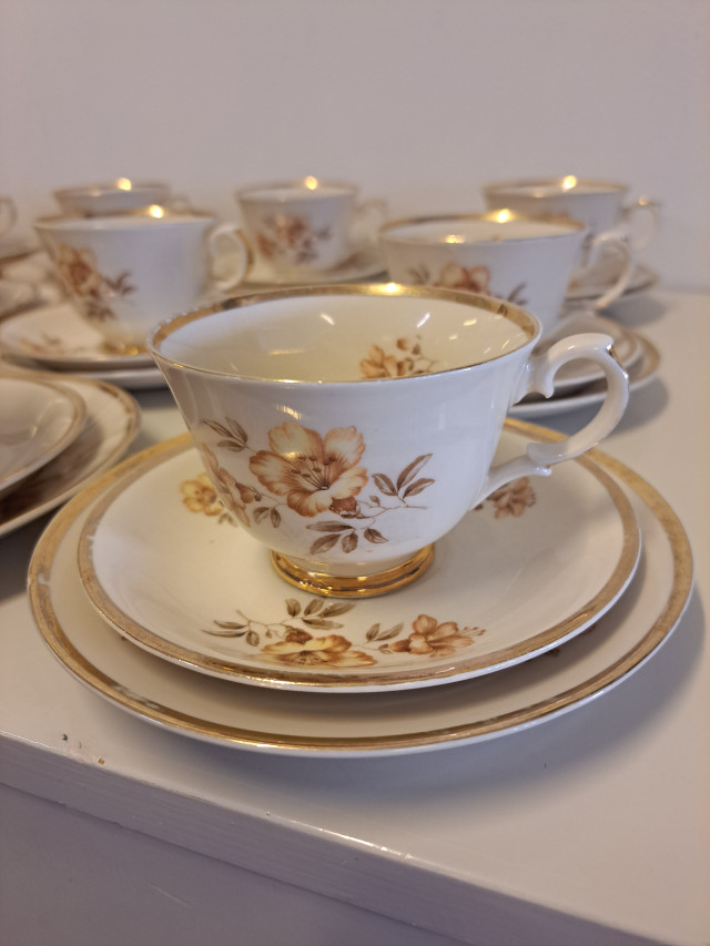 Arabian Myrna astiasto