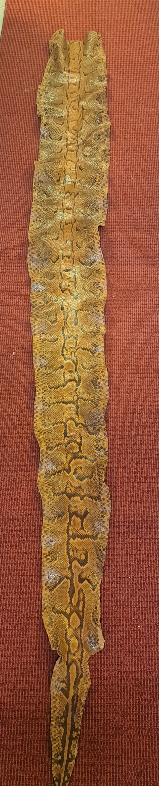 Kalliopythonin nahka