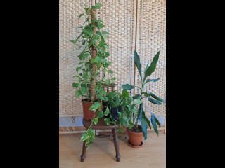 Viherkasvit+pieni tuoli, kaksi kultaköynnöstä ja traakkipuu