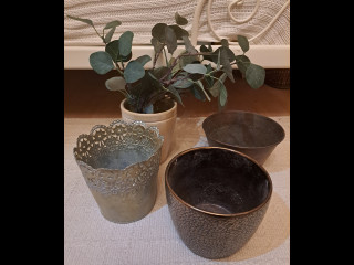 Suojaruukut ja eukalyptuksen oksat